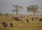 2016 Kenia